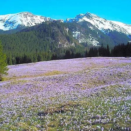 Górski Kalatówki * Zakopane